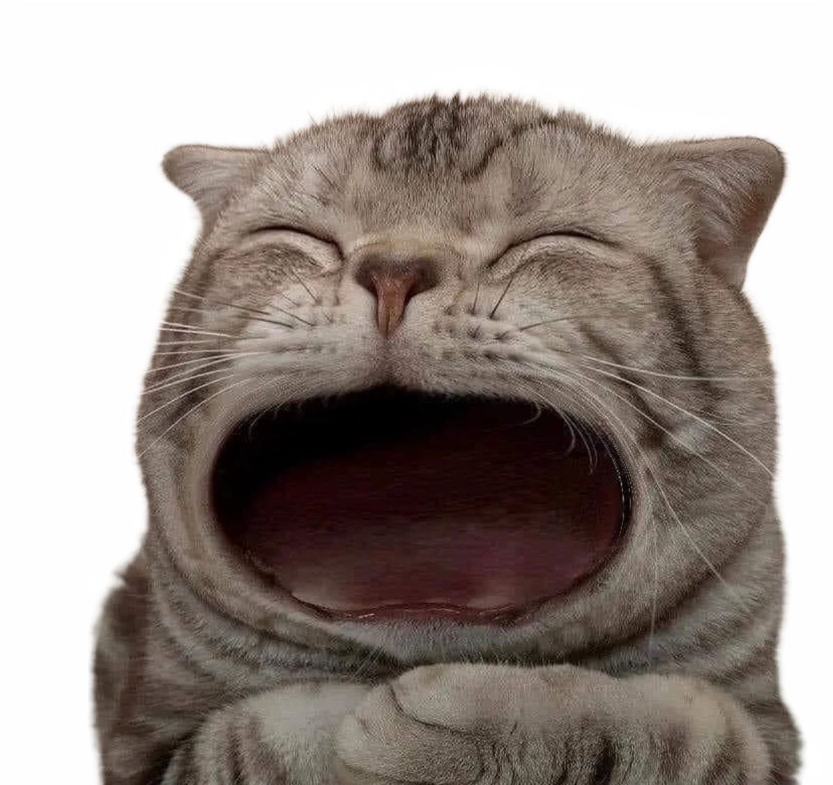 Yawning Cat